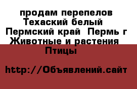 продам перепелов Техаский белый - Пермский край, Пермь г. Животные и растения » Птицы   